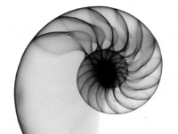 NautilusShell.jpg