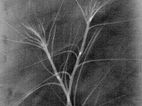 NoScreenBranches.jpg